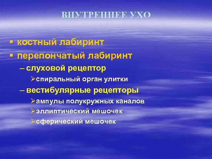 ВНУТРЕННЕЕ УХО § костный лабиринт § перепончатый лабиринт – слуховой рецептор Øспиральный орган улитки