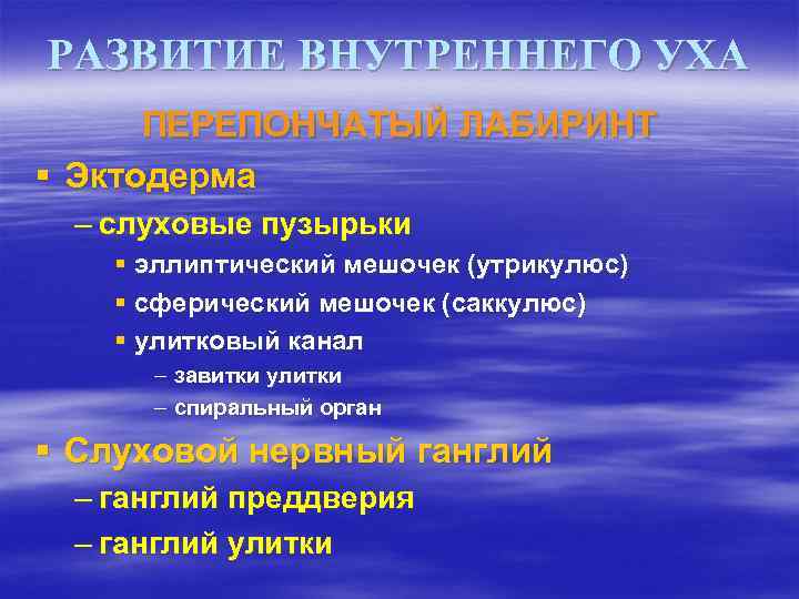 РАЗВИТИЕ ВНУТРЕННЕГО УХА ПЕРЕПОНЧАТЫЙ ЛАБИРИНТ § Эктодерма – слуховые пузырьки § эллиптический мешочек (утрикулюс)