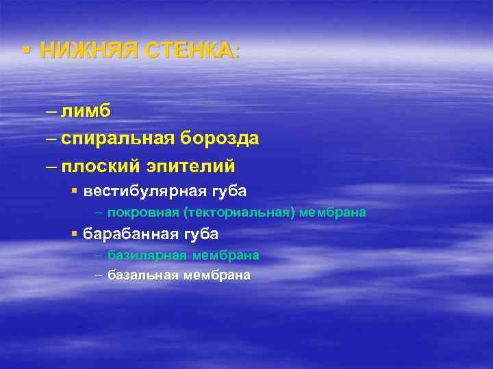 § НИЖНЯЯ СТЕНКА: – лимб – спиральная борозда – плоский эпителий § вестибулярная губа