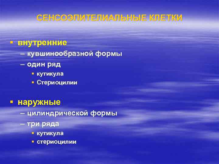 СЕНСОЭПИТЕЛИАЛЬНЫЕ КЛЕТКИ § внутренние – кувшинообразной формы – один ряд § кутикула § Стериоцилии