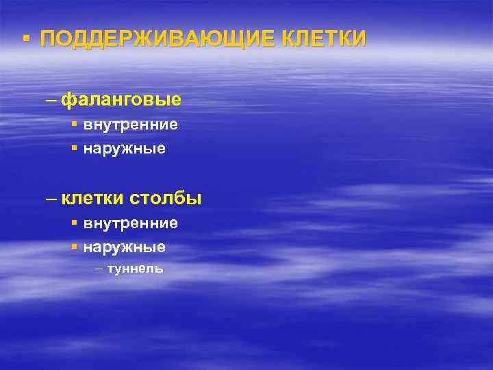 § ПОДДЕРЖИВАЮЩИЕ КЛЕТКИ – фаланговые § внутренние § наружные – клетки столбы § внутренние