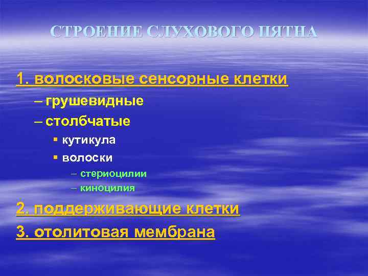 СТРОЕНИЕ СЛУХОВОГО ПЯТНА 1. волосковые сенсорные клетки – грушевидные – столбчатые § кутикула §
