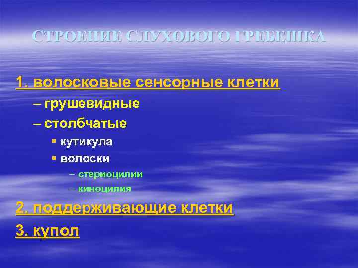 СТРОЕНИЕ СЛУХОВОГО ГРЕБЕШКА 1. волосковые сенсорные клетки – грушевидные – столбчатые § кутикула §