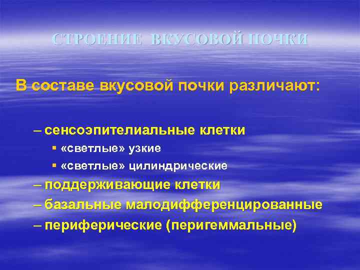 СТРОЕНИЕ ВКУСОВОЙ ПОЧКИ В составе вкусовой почки различают: – сенсоэпителиальные клетки § «светлые» узкие