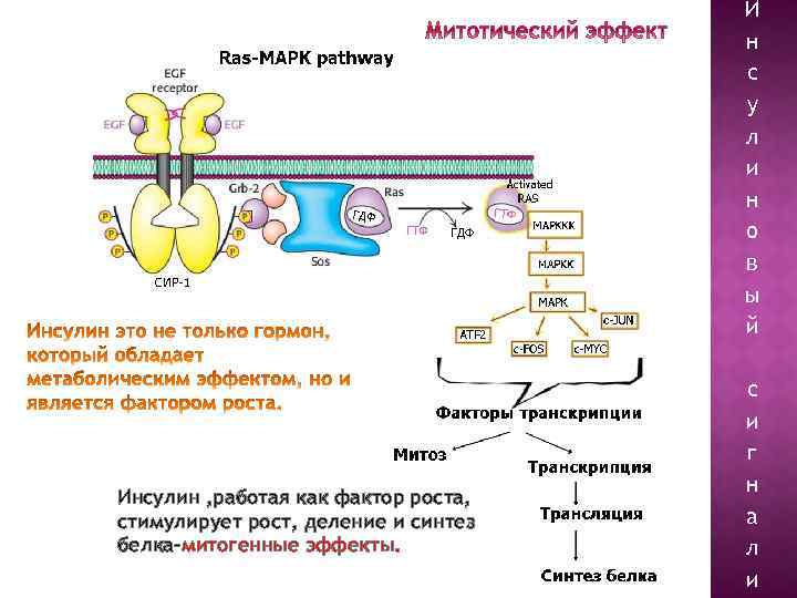 Механизм инсулина. Ведущие молекулярные механизмы действия инсулина. Функции инсулина биохимия. Молекулярный механизм действия инсулина. Инсулин Синтез белка.