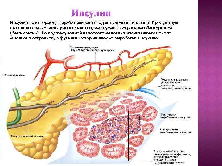 Инсулин – это гормон, вырабатываемый поджелудочной железой. Продуцируют его специальные эндокринные клетки, именуемые островками