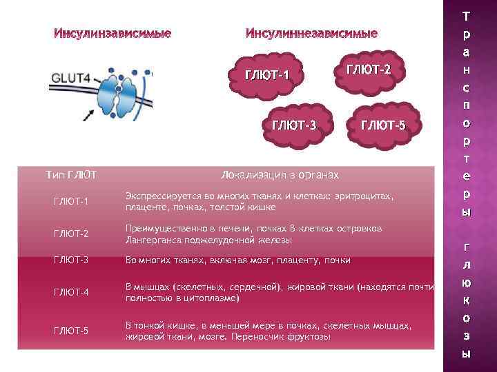 ГЛЮТ-1 ГЛЮТ-2 ГЛЮТ-3 Тип ГЛЮТ-5 Локализация в органах ГЛЮТ-1 Экспрессируется во многих тканях и