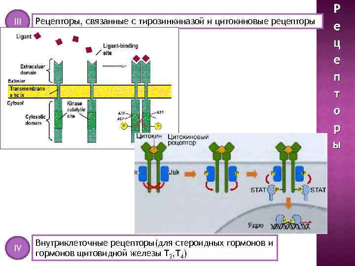 III Рецепторы, связанные с тирозинкиназой и цитокиновые рецепторы IV Внутриклеточные рецепторы(для стероидных гормонов и