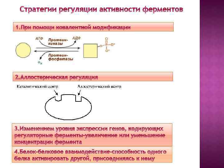 Регуляция активности ферментов презентация