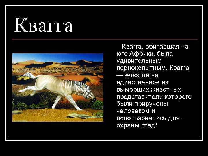 Квагга, обитавшая на юге Африки, была удивительным парнокопытным. Квагга — едва ли не единственное