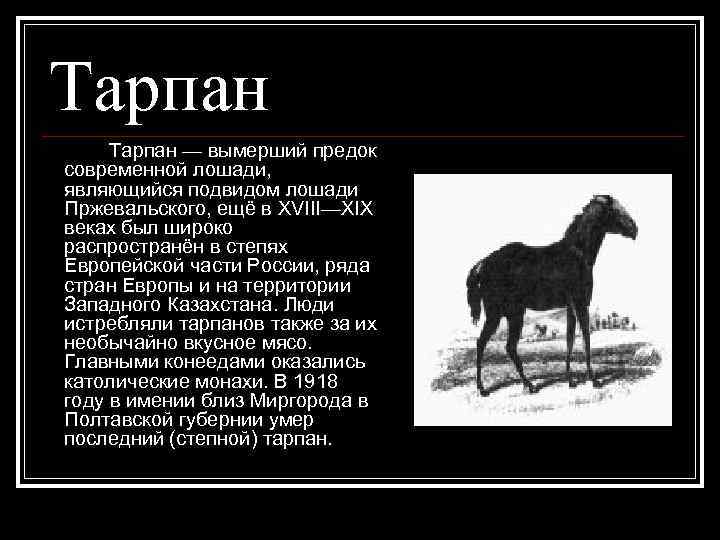 Тарпан — вымерший предок современной лошади, являющийся подвидом лошади Пржевальского, ещё в XVIII—XIX веках
