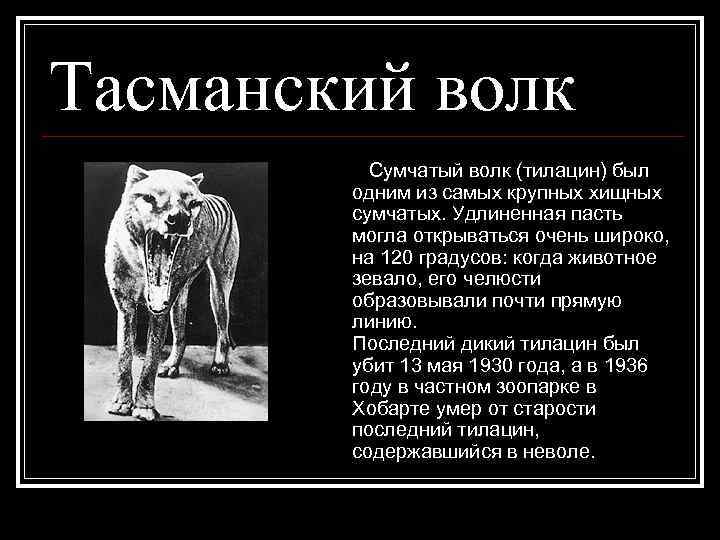 Тасманский волк Сумчатый волк (тилацин) был одним из самых крупных хищных сумчатых. Удлиненная пасть