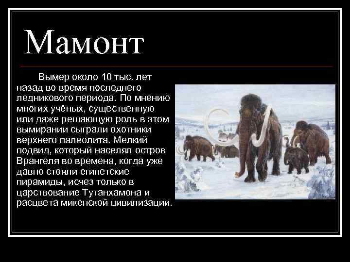 Мамонт Вымер около 10 тыс. лет назад во время последнего ледникового периода. По мнению