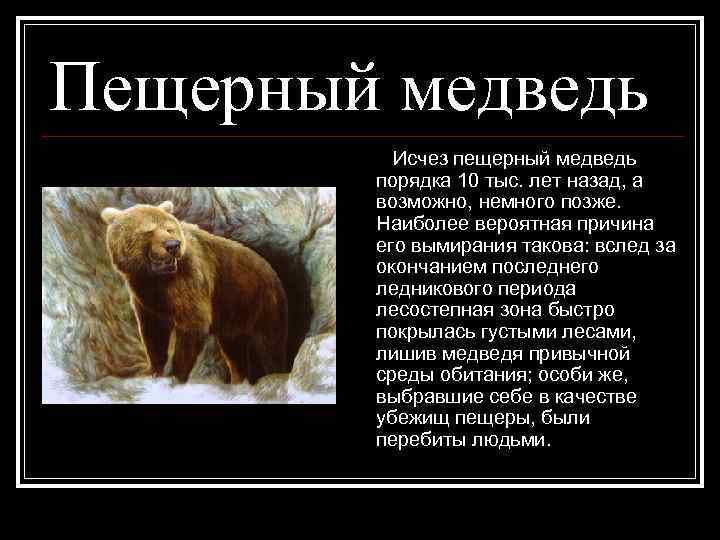 Пещерный медведь Исчез пещерный медведь порядка 10 тыс. лет назад, а возможно, немного позже.