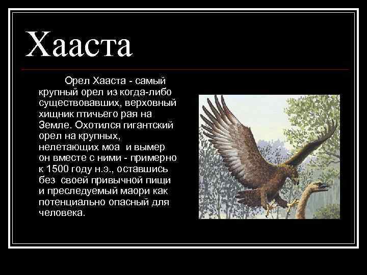 Хааста Орел Хааста - самый крупный орел из когда-либо существовавших, верховный хищник птичьего рая