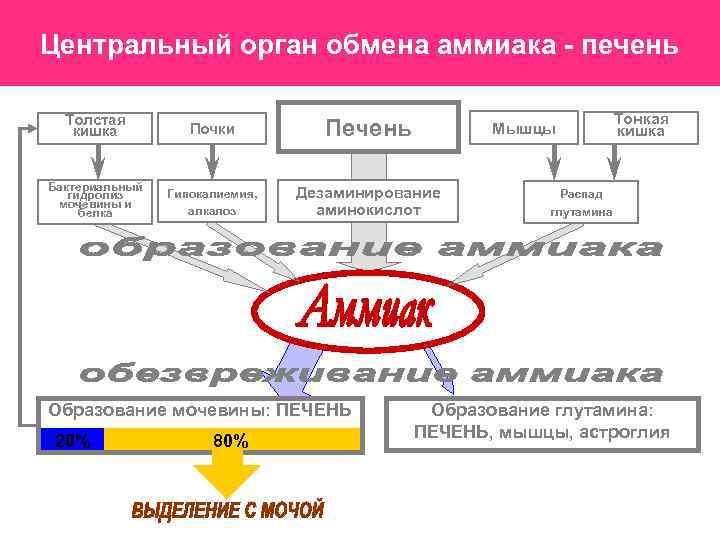 Центральный орган обмена аммиака - печень Толстая кишка Почки Печень Бактериальный гидролиз мочевины и