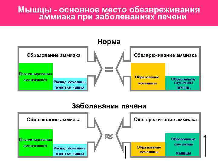 Мышцы - основное место обезвреживания аммиака при заболеваниях печени Норма Образование аммиака = Дезаминирование