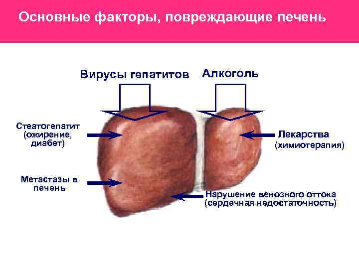 Основные факторы, повреждающие печень Вирусы гепатитов Стеатогепатит (ожирение, диабет) Метастазы в печень Алкоголь Лекарства