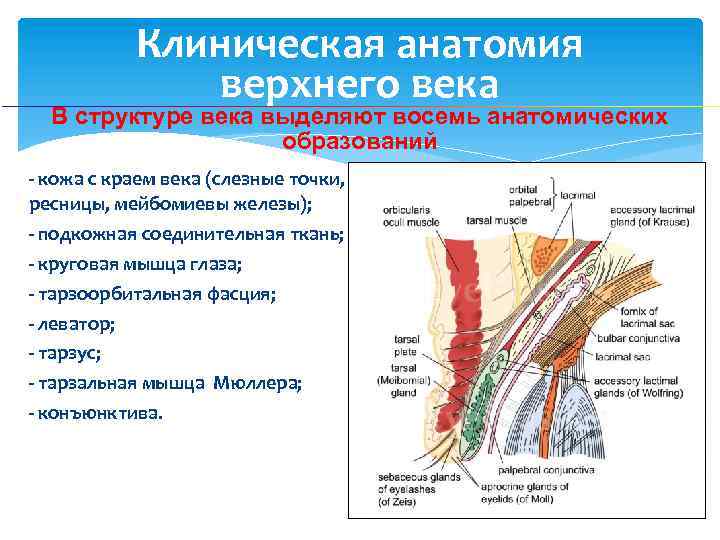 Строение век