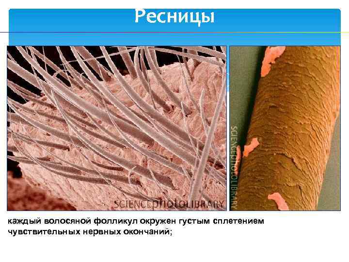 Ресницы каждый волосяной фолликул окружен густым сплетением чувствительных нервных окончаний; 