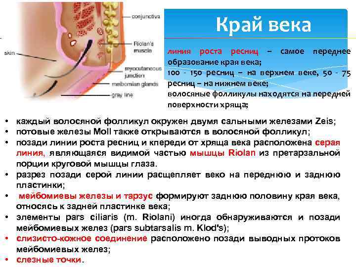 Край века линия роста ресниц – самое переднее образование края века; 100 - 150