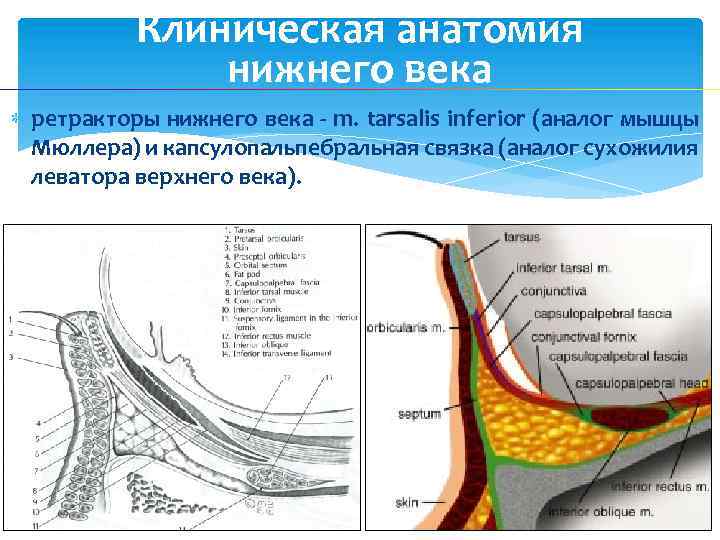Клиническая анатомия нижнего века ретракторы нижнего века - m. tarsalis inferior (аналог мышцы Мюллера)