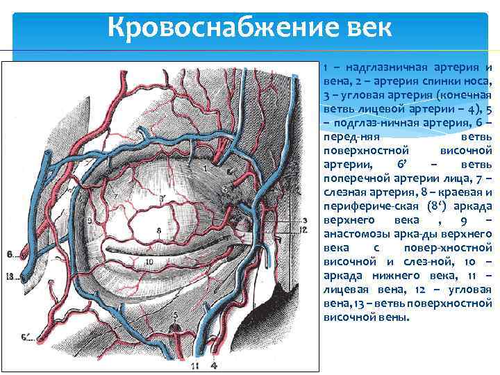 Кровоснабжение век 1 – надглазничная артерия и вена, 2 – артерия спинки носа, 3