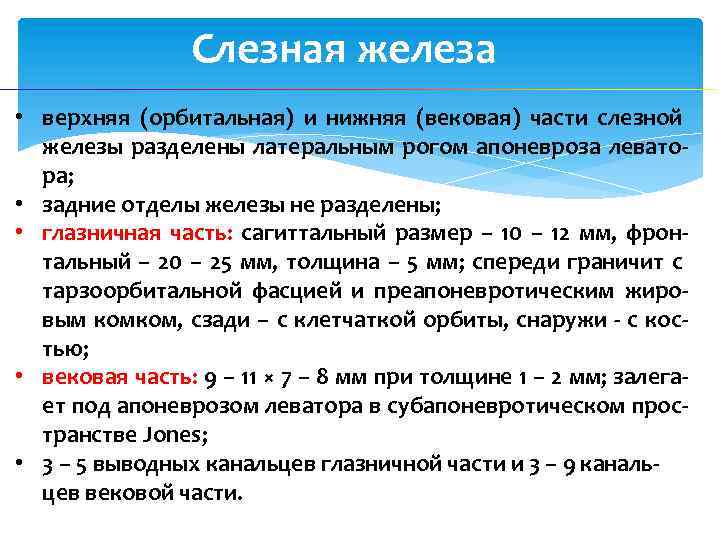 Слезная железа • верхняя (орбитальная) и нижняя (вековая) части слезной железы разделены латеральным рогом