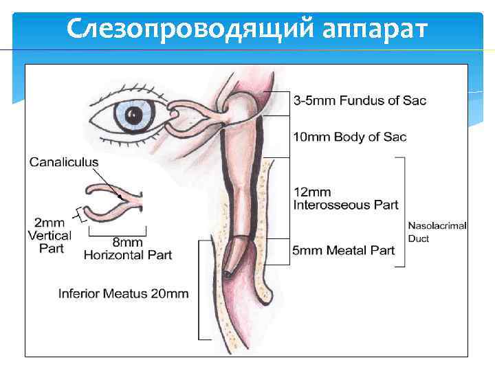 Слезопроводящий аппарат 
