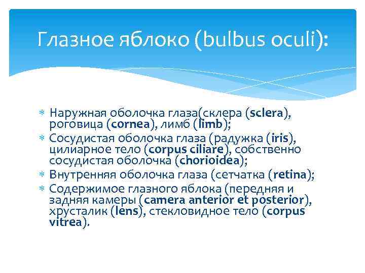 Глазное яблоко (bulbus oculi): Наружная оболочка глаза(склера (sclera), роговица (cornea), лимб (limb); Сосудистая оболочка