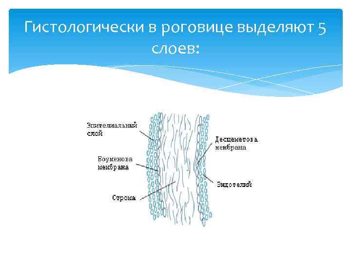 Гистологически в роговице выделяют 5 слоев: 
