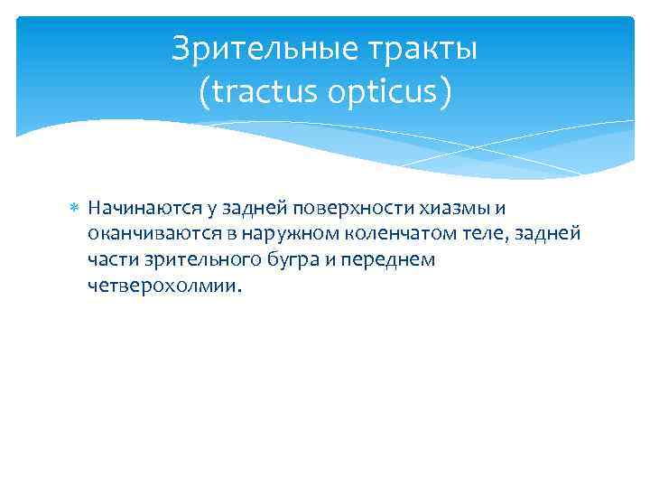 Зрительные тракты (tractus opticus) Начинаются у задней поверхности хиазмы и оканчиваются в наружном коленчатом