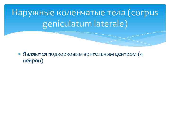 Наружные коленчатые тела (corpus geniculatum laterale) Являются подкорковым зрительным центром (4 нейрон) 