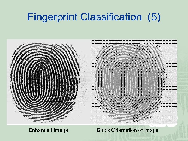 Fingerprint Classification (5) Enhanced Image Block Orientation of Image 