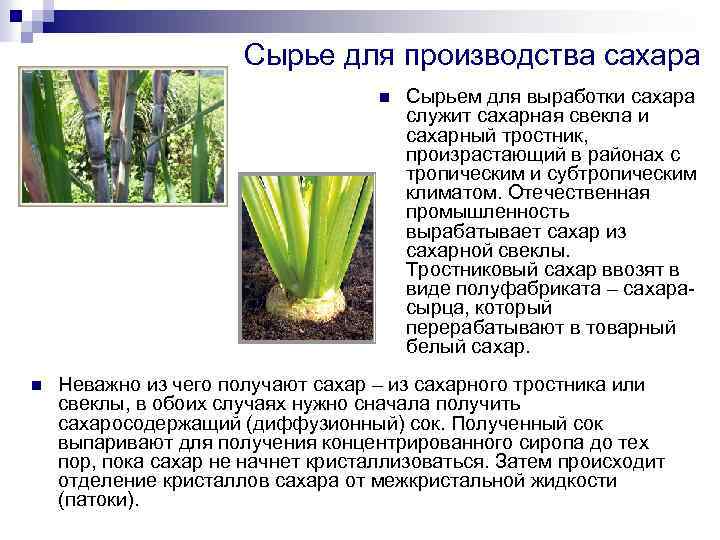 Из чего получают сахар. Растения для производства сахара. Сахарный тростник и сахарная свекла. Какие растения использую люди для производства сахара. Сообщение о производстве сахара.