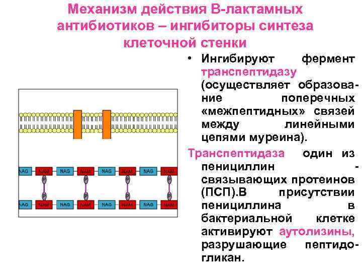 Содержит муреин участие в перемещении кольцевая