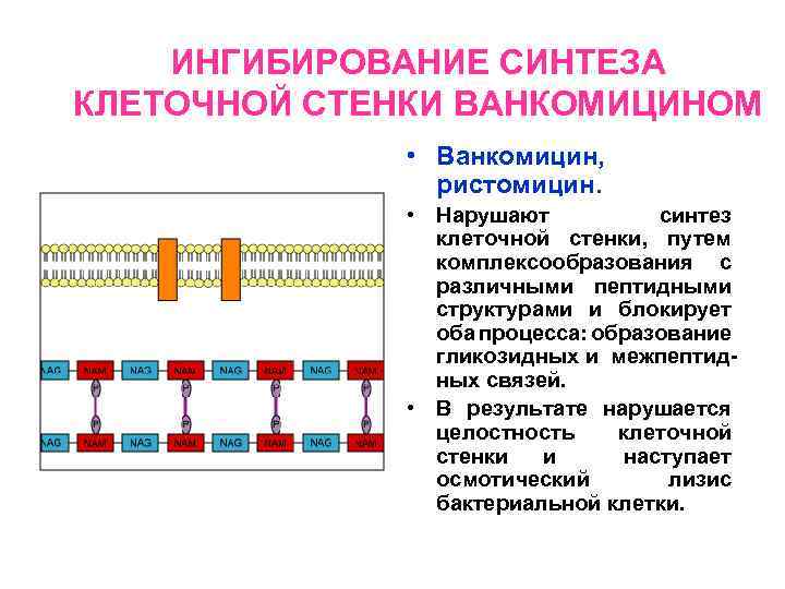 Клеточный синтез