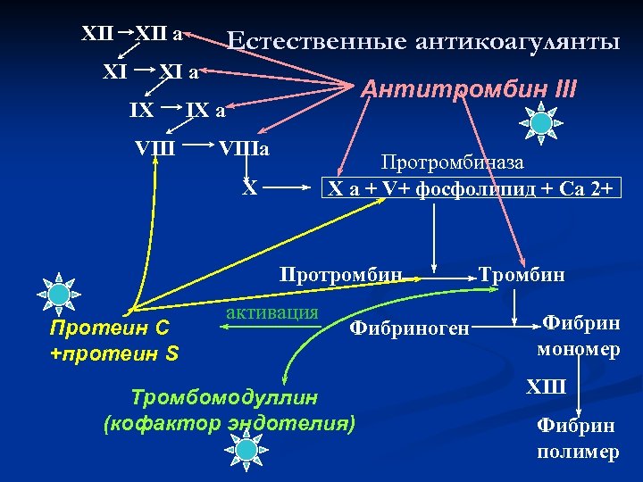 XII a XI Естественные антикоагулянты XI a IX VIII Антитромбин III IX a VIIIa