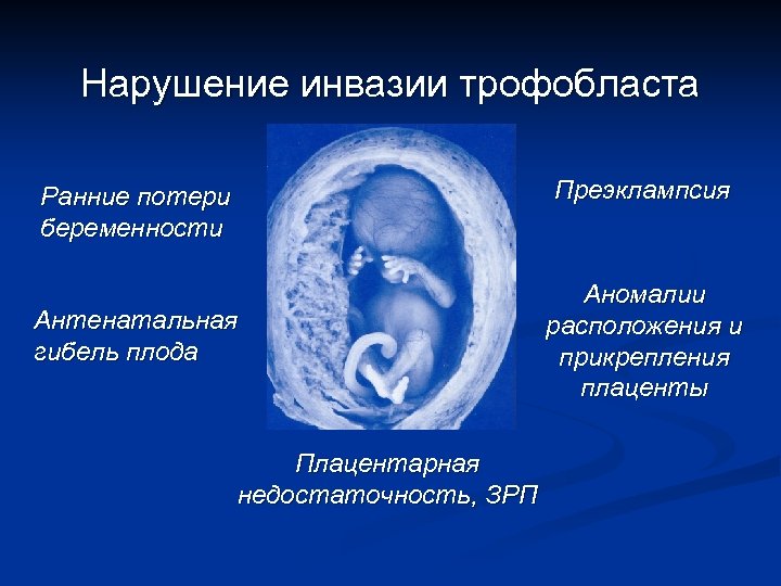 Нарушение инвазии трофобласта Преэклампсия Ранние потери беременности Антенатальная гибель плода Плацентарная недостаточность, ЗРП Аномалии