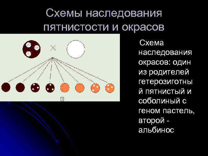 Схемы наследования пятнистости и окрасов Схема наследования окрасов: один из родителей гетерозиготны й пятнистый