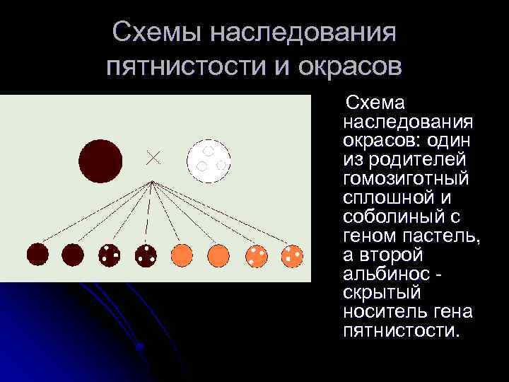 Схемы наследования пятнистости и окрасов Схема наследования окрасов: один из родителей гомозиготный сплошной и