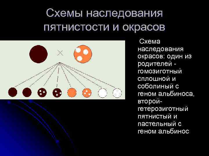 Схемы наследования пятнистости и окрасов Схема наследования окрасов: один из родителей гомозиготный сплошной и