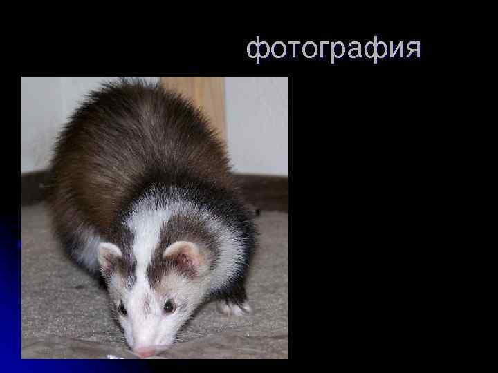 фотография 