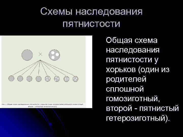 Схемы наследования пятнистости Общая схема наследования пятнистости у хорьков (один из родителей сплошной гомозиготный,