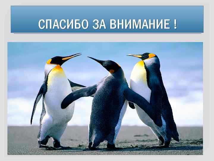 СПАСИБО ЗА ВНИМАНИЕ ! 