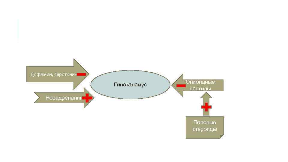 Дофамин, серотонин Гипоталамус Опиоидные пептиды Норадреналин Половые стероиды 