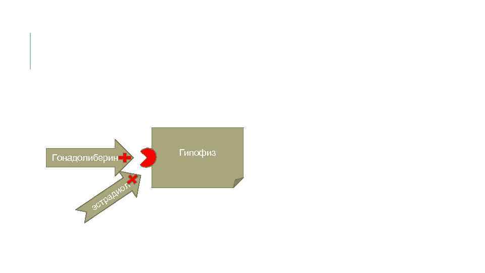 Гонадолиберин р ст э а л ио д Гипофиз 