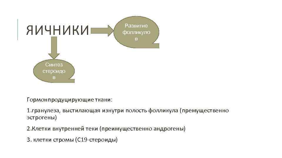 ЯИЧНИКИ Развитие фолликуло в Синтез стероидо в Гормонпродуцирующие ткани: 1. гранулеза, выстилающая изнутри полость