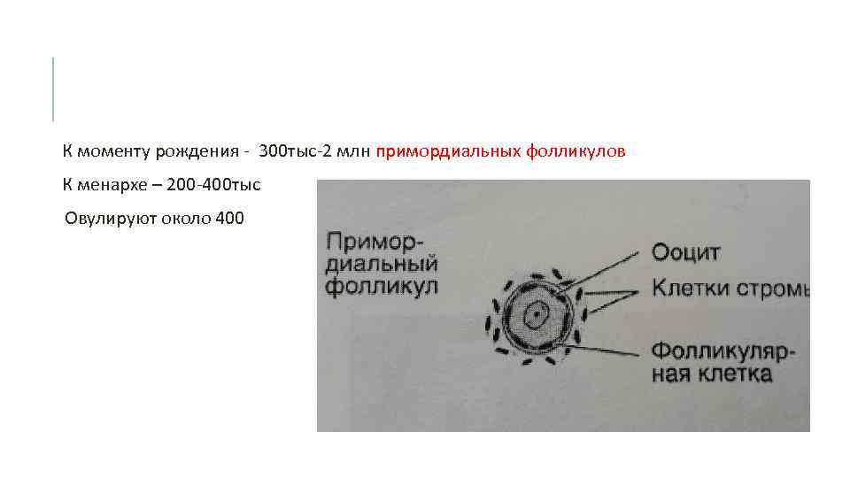 К моменту рождения - 300 тыс-2 млн примордиальных фолликулов К менархе – 200 -400