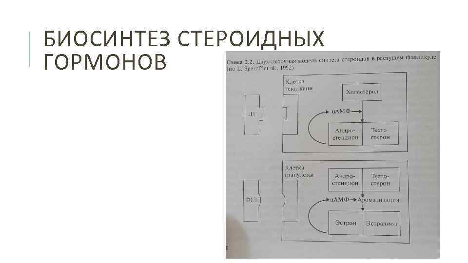 БИОСИНТЕЗ СТЕРОИДНЫХ ГОРМОНОВ 